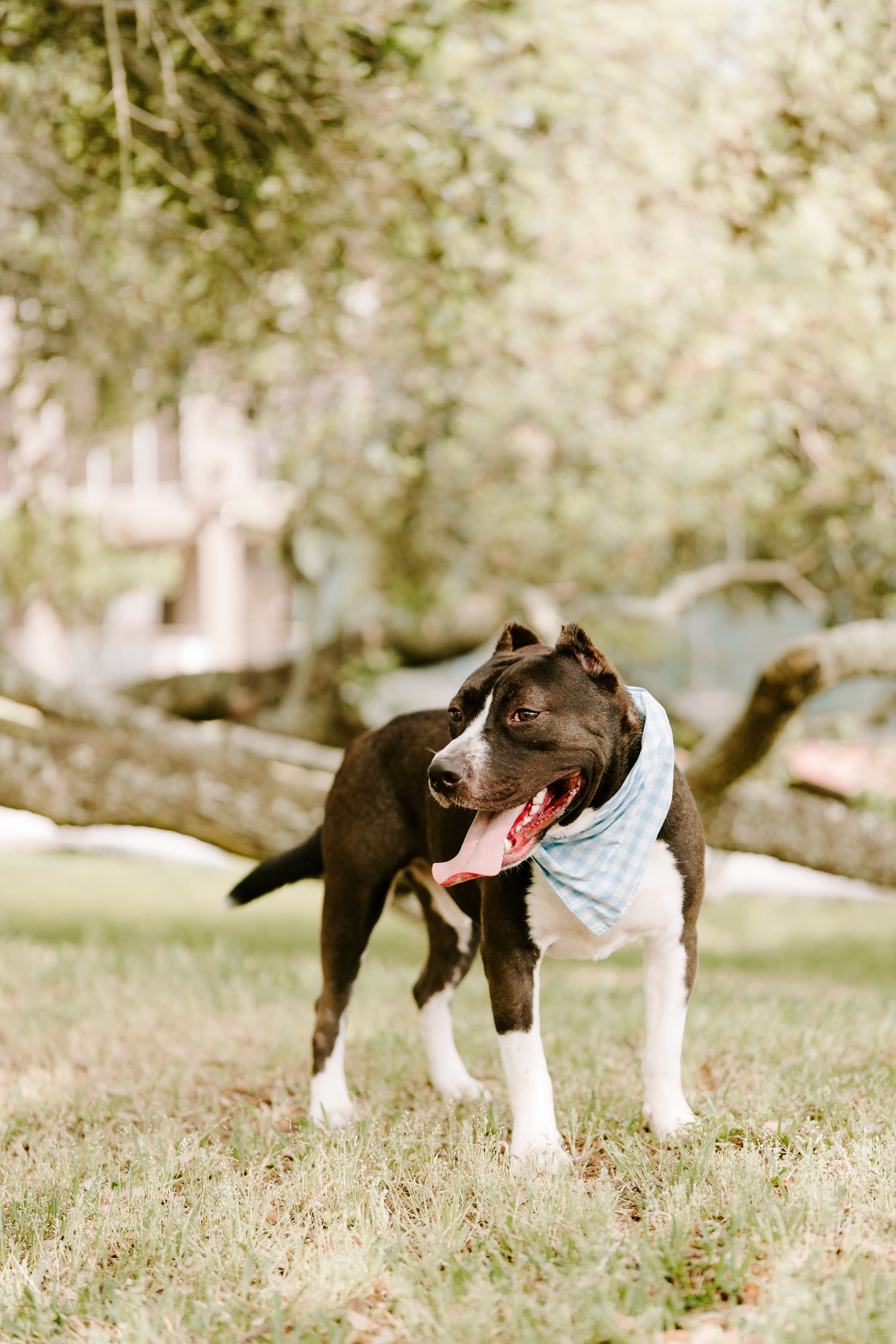 Frankie, an adoptable American Staffordshire Terrier in Arlee, MT, 59821 | Photo Image 2