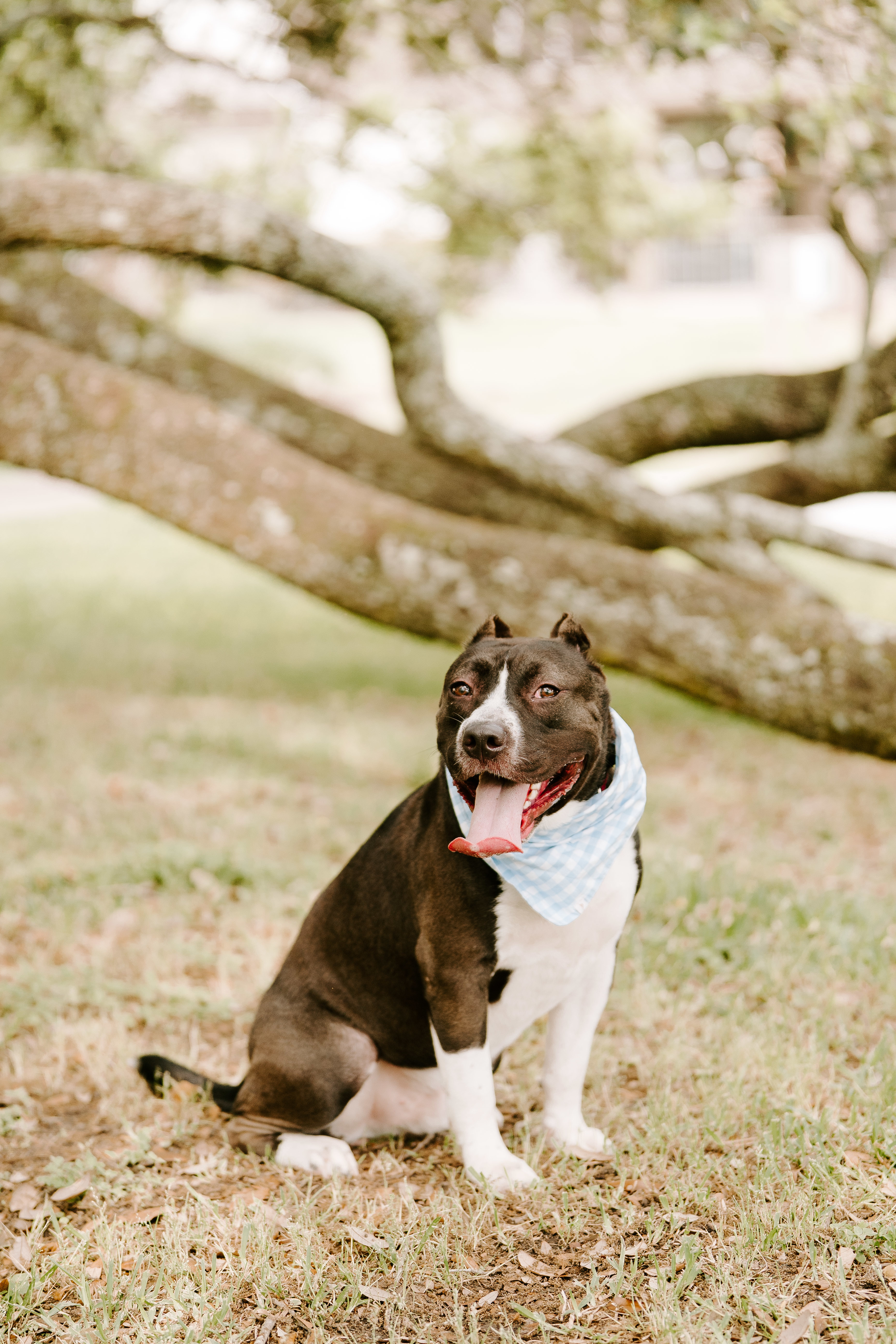 Frankie, an adoptable American Staffordshire Terrier in Arlee, MT, 59821 | Photo Image 3