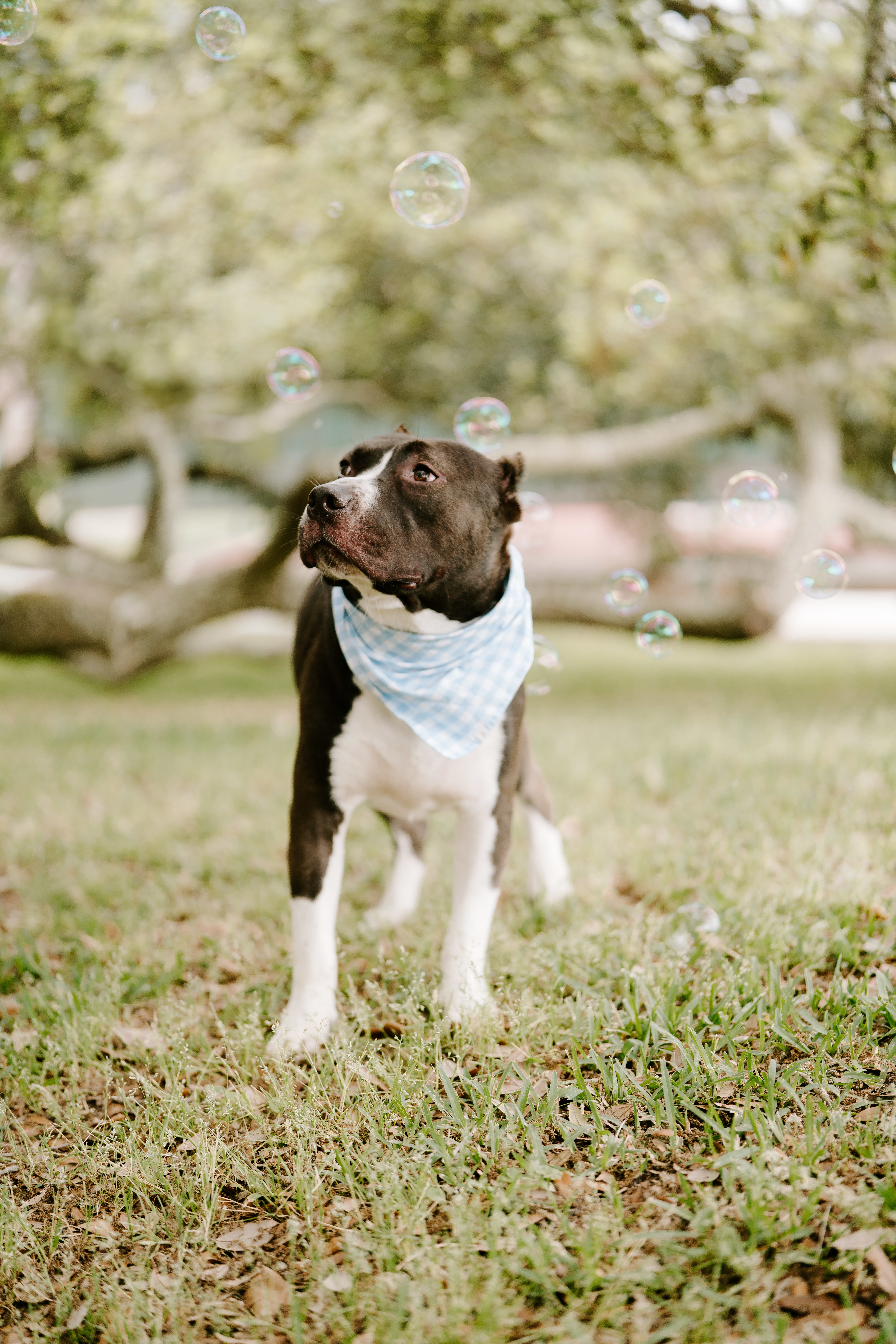 Frankie, an adoptable American Staffordshire Terrier in Arlee, MT, 59821 | Photo Image 4