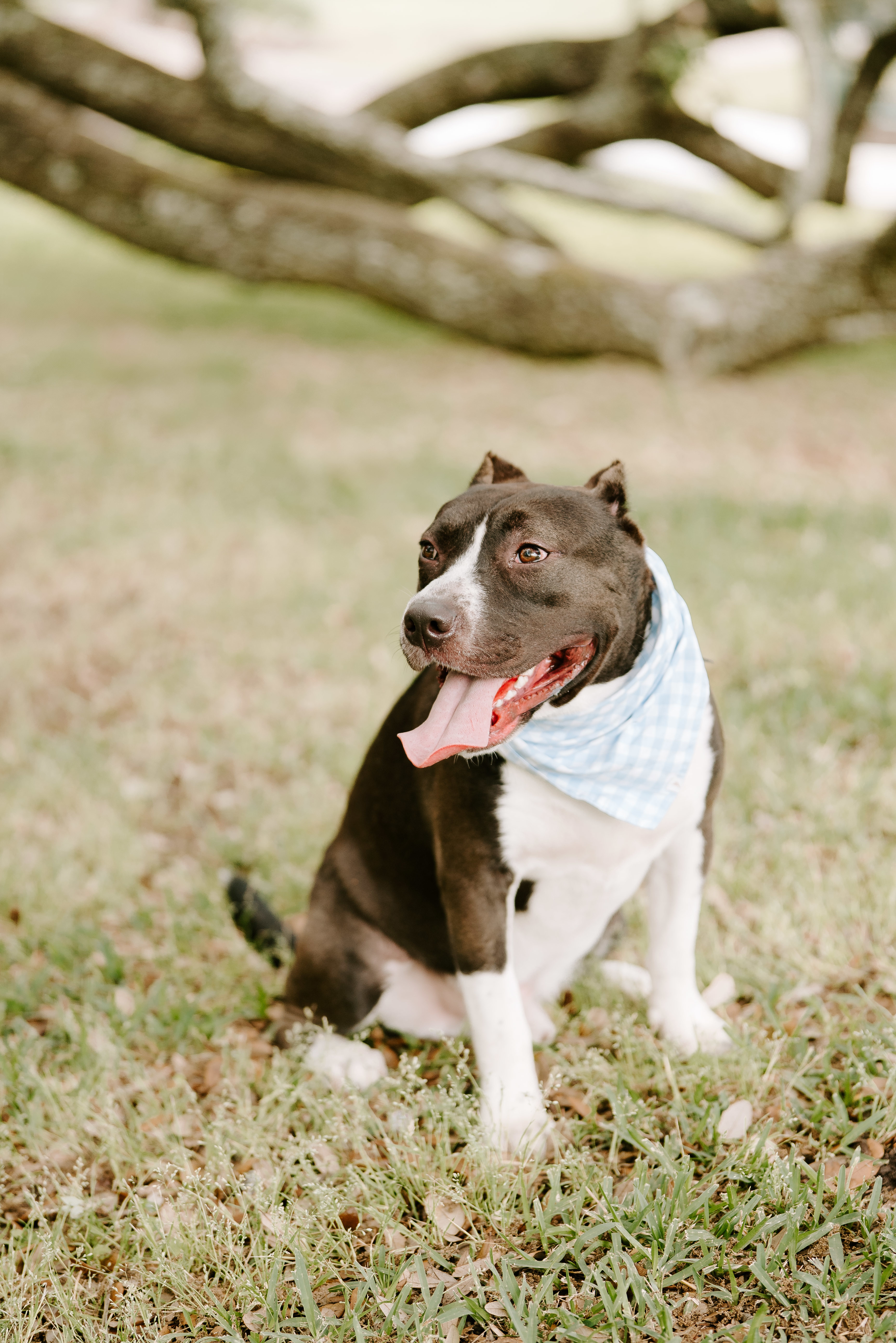 Frankie, an adoptable American Staffordshire Terrier in Arlee, MT, 59821 | Photo Image 5