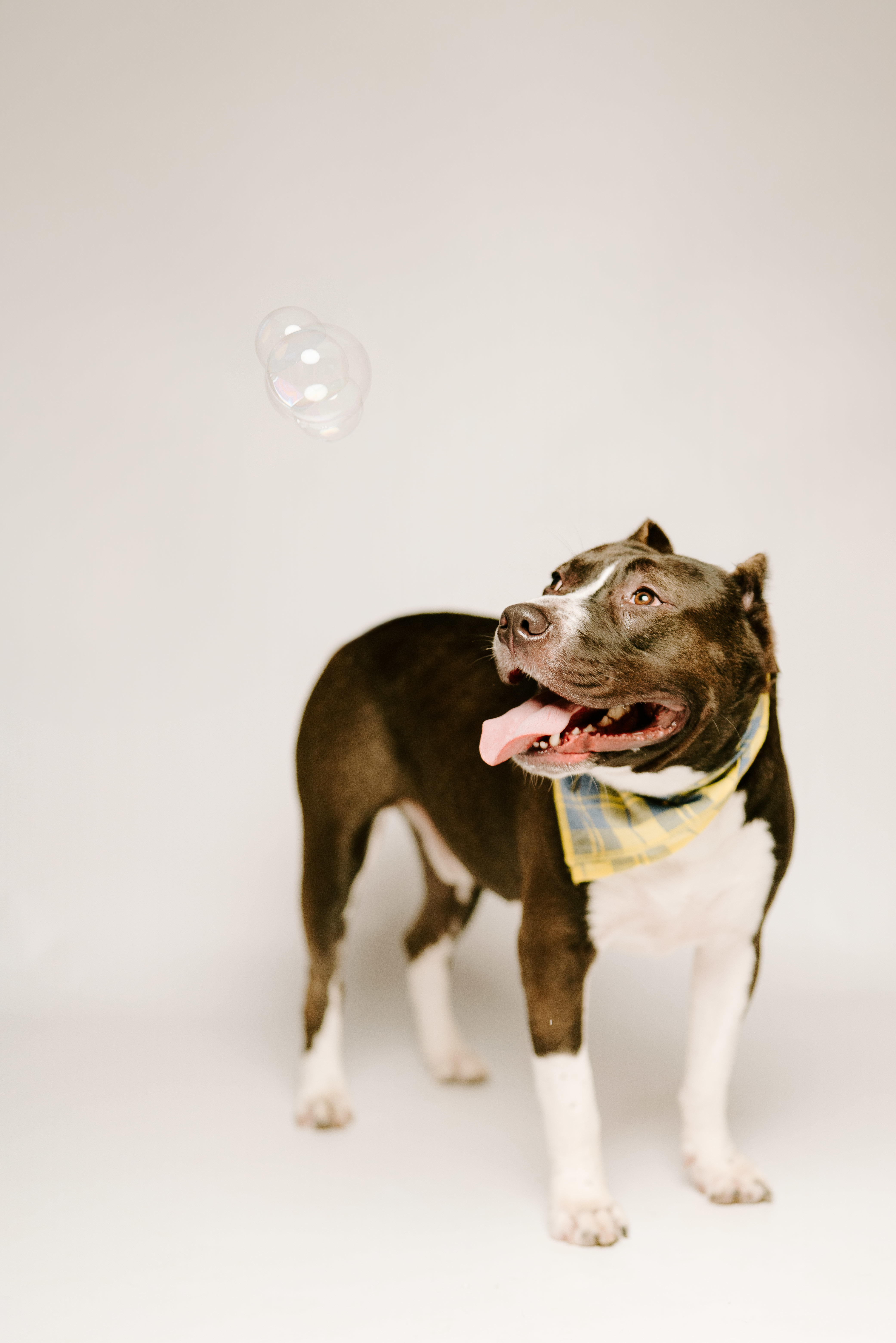 Frankie, an adoptable American Staffordshire Terrier in Arlee, MT, 59821 | Photo Image 6