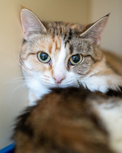 Beansa, an adoptable Domestic Short Hair in Pequot Lakes, MN, 56472 | Photo Image 1