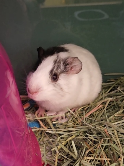 Alfonso