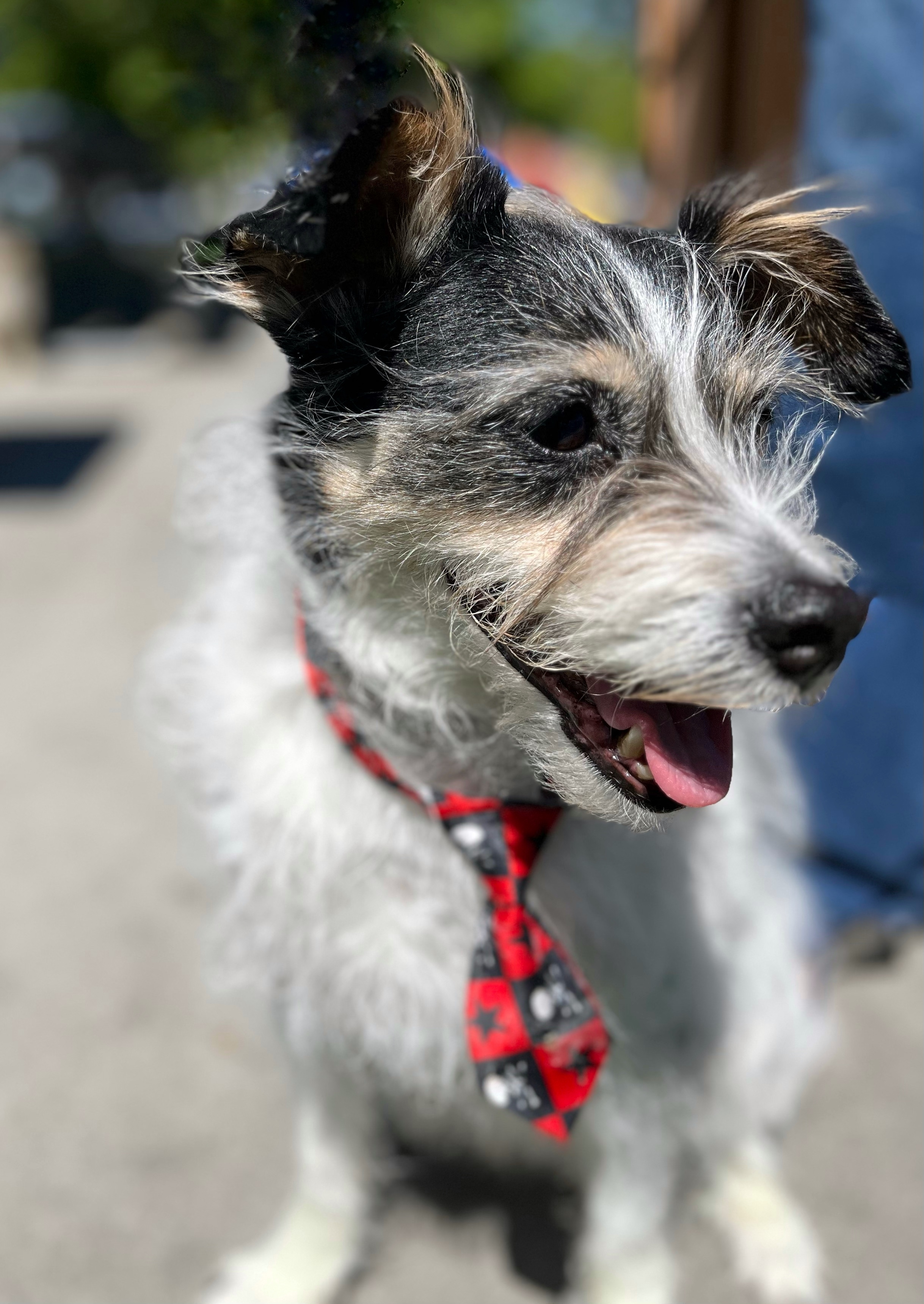 Benny, an adoptable Jack Russell Terrier in Twin Falls, ID, 83301 | Photo Image 1