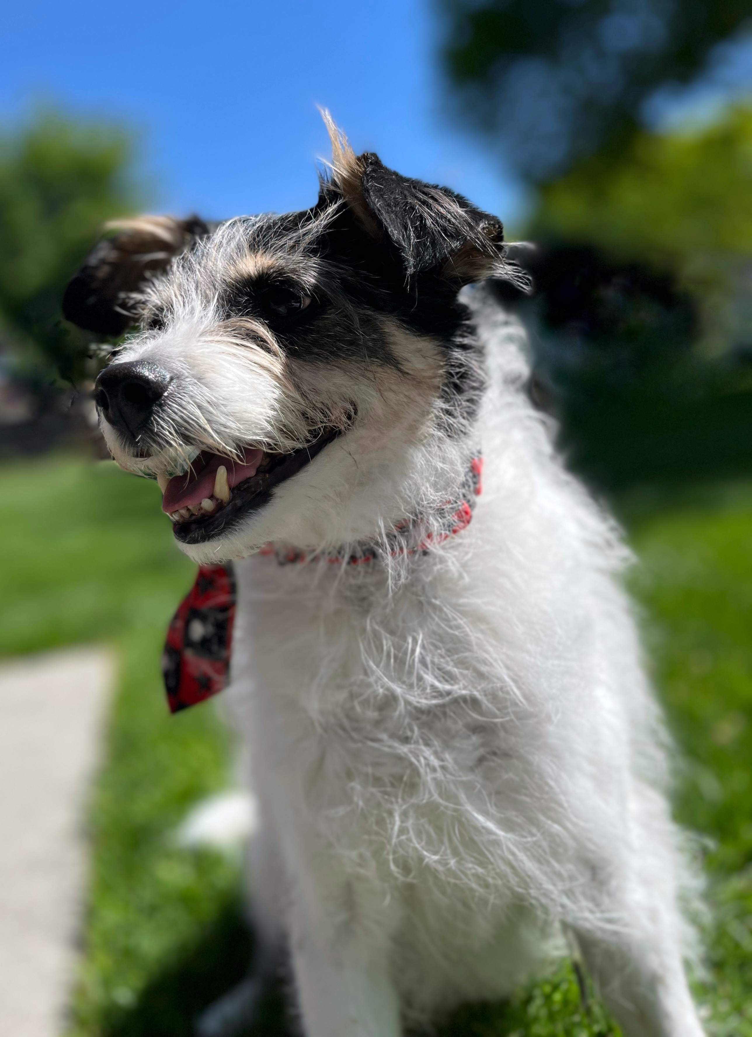 Benny, an adoptable Jack Russell Terrier in Twin Falls, ID, 83301 | Photo Image 2