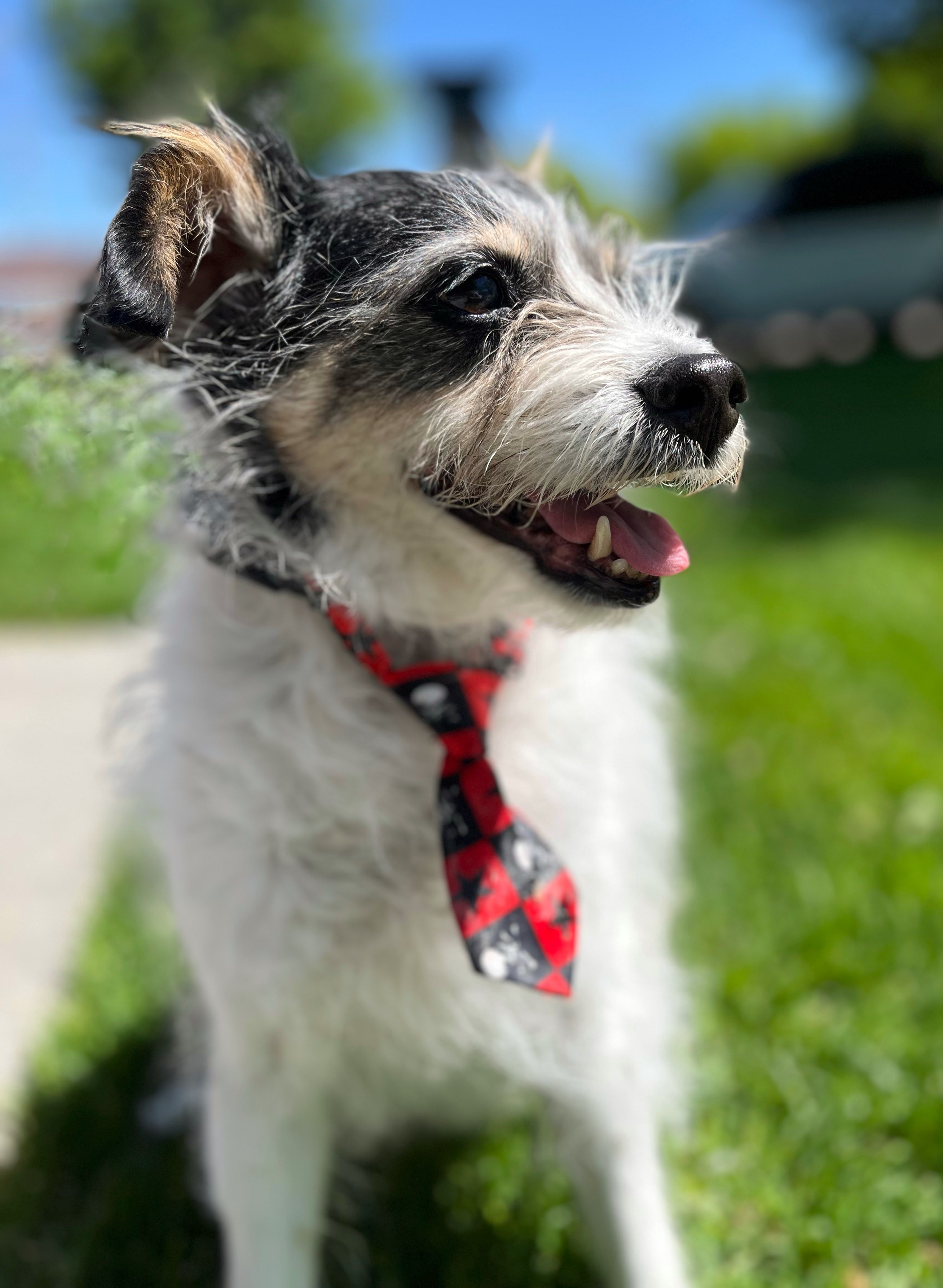 Benny, an adoptable Jack Russell Terrier in Twin Falls, ID, 83301 | Photo Image 3