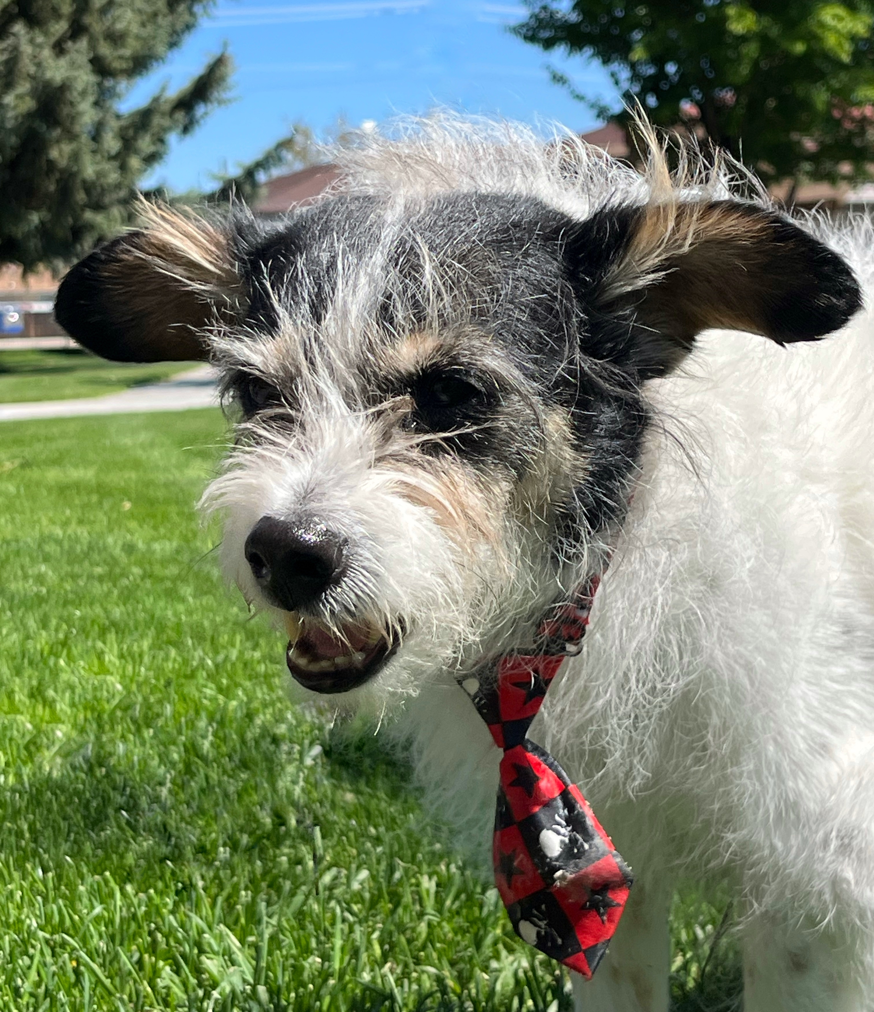 Benny, an adoptable Jack Russell Terrier in Twin Falls, ID, 83301 | Photo Image 4