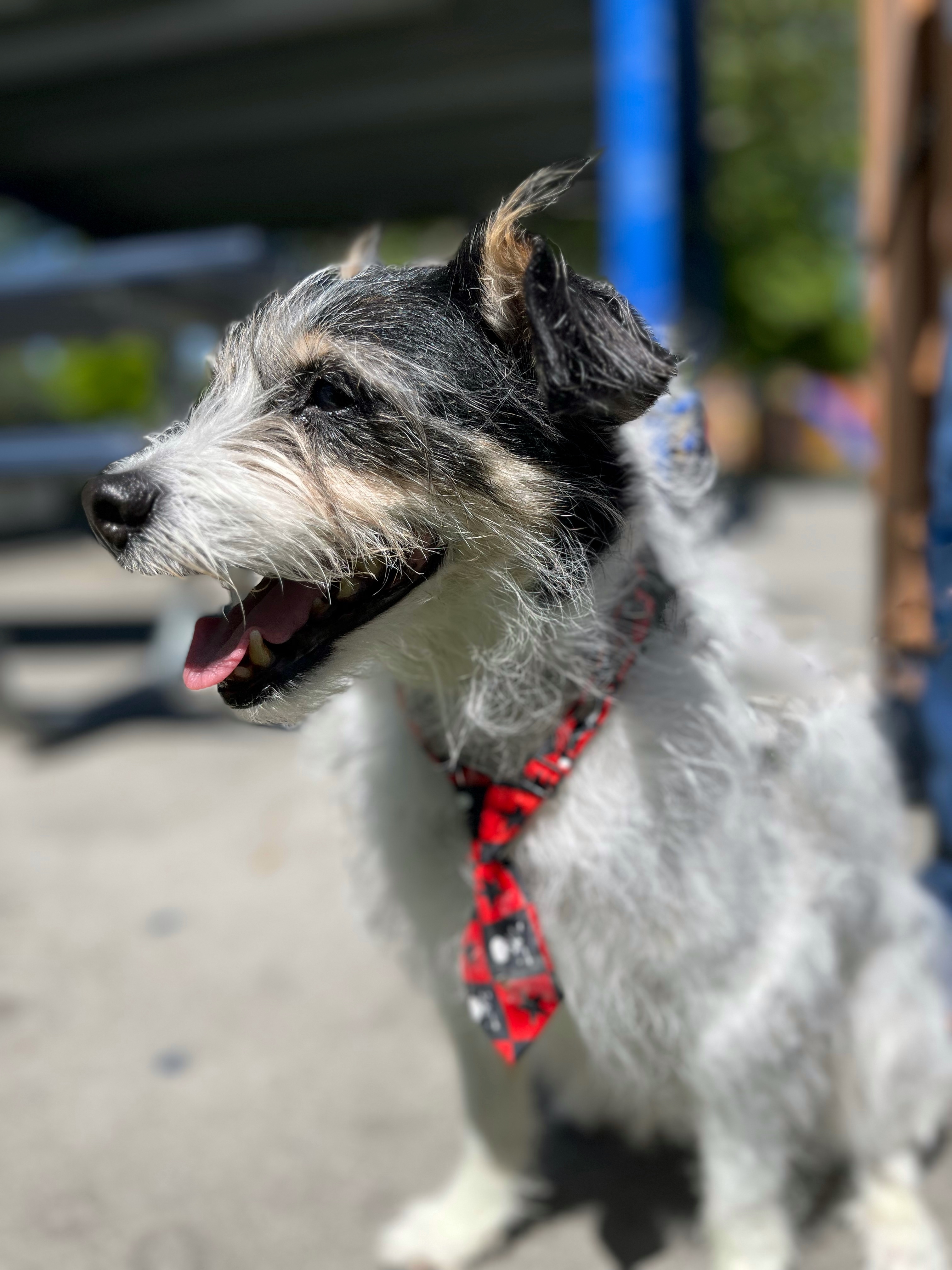 Benny, an adoptable Jack Russell Terrier in Twin Falls, ID, 83301 | Photo Image 5