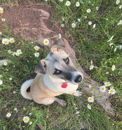 Jerry, an adoptable Mixed Breed in Durango, CO, 81301 | Photo Image 1