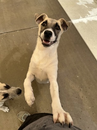Jerry, an adoptable Mixed Breed in Durango, CO, 81301 | Photo Image 2