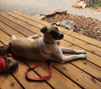 Jerry, an adoptable Mixed Breed in Durango, CO, 81301 | Photo Image 3