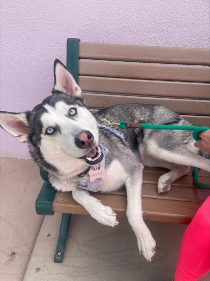 Alina, an adoptable Siberian Husky, Mixed Breed in El Paso, TX, 79906 | Photo Image 1