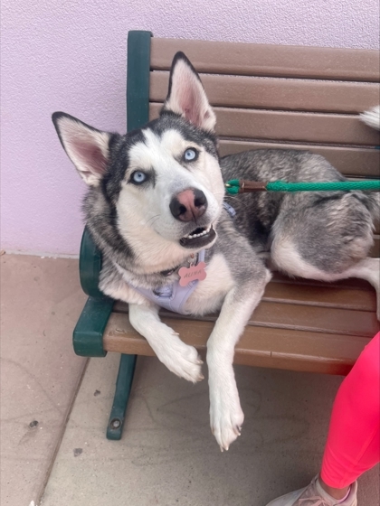 Alina, an adoptable Siberian Husky, Mixed Breed in El Paso, TX, 79906 | Photo Image 2