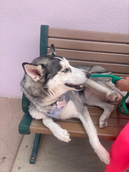 Alina, an adoptable Siberian Husky, Mixed Breed in El Paso, TX, 79906 | Photo Image 3