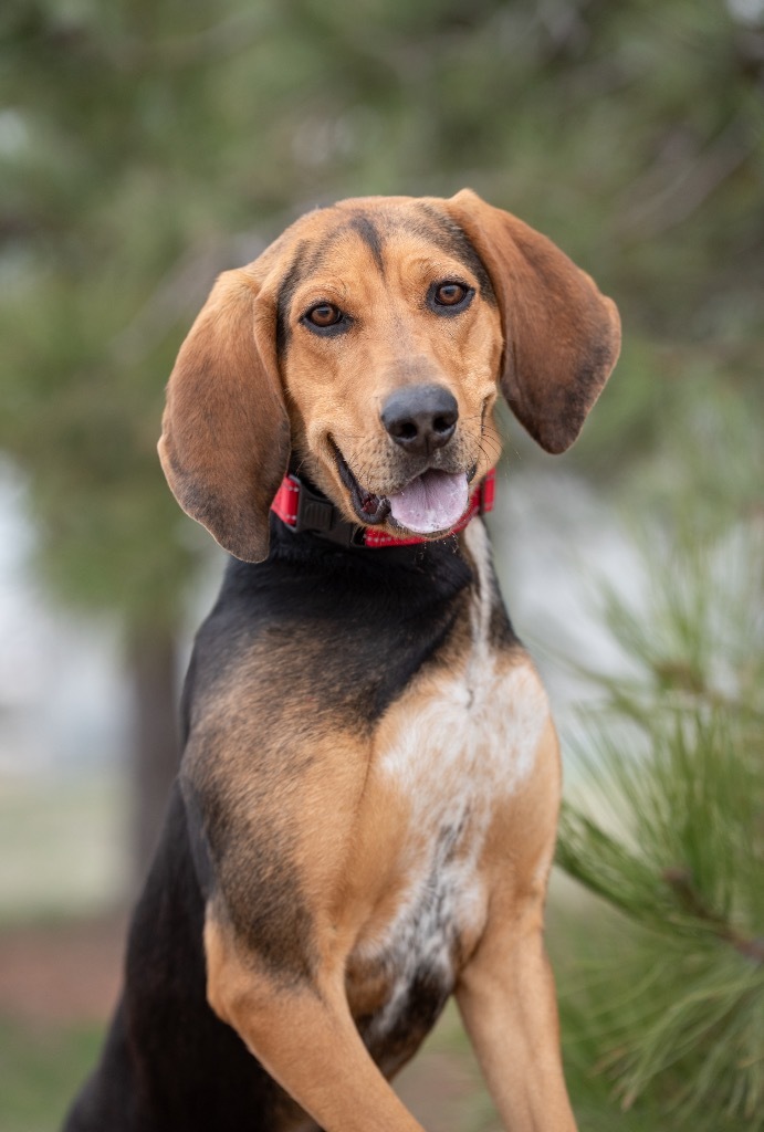 Priscilla, an adoptable Hound, Mixed Breed in Gillette, WY, 82716 | Photo Image 1