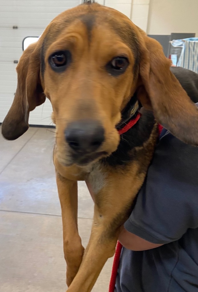 Priscilla, an adoptable Hound, Mixed Breed in Gillette, WY, 82716 | Photo Image 2