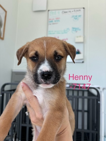 Henny