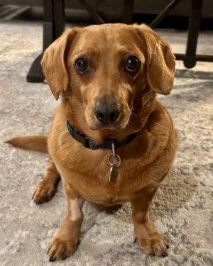 Rusty came into rescue when his human passed away He is a gorgeous 5 year old red short hair Dachsh