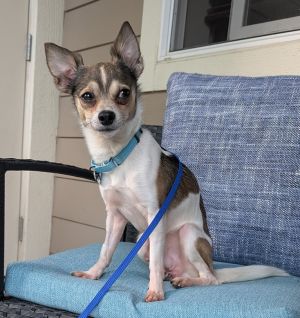 Animal Profile Chester is an estimated 6-year-old 78 lb male Chihuahua who was found as a stray i