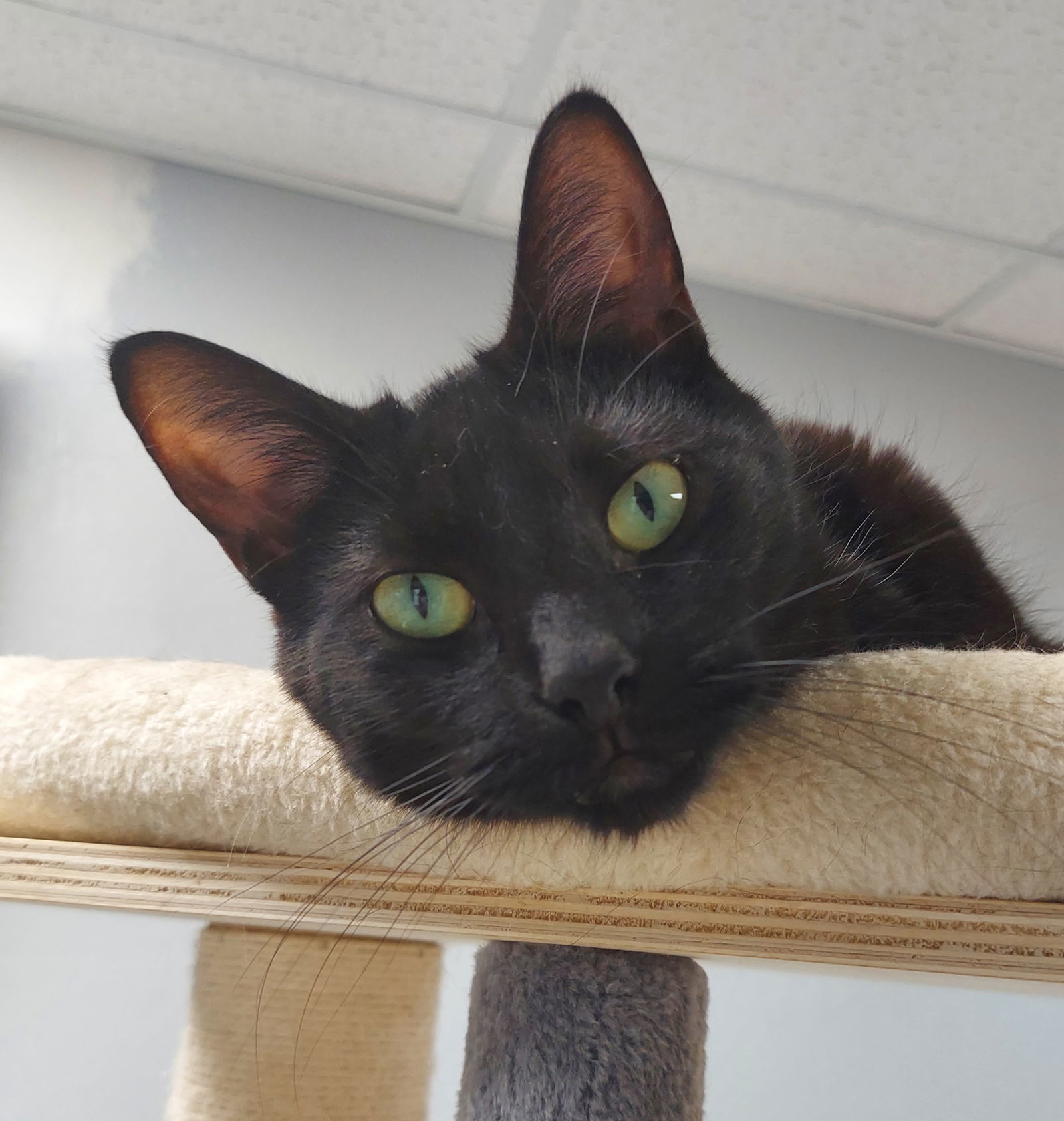Peabody (bonded with Grayson)