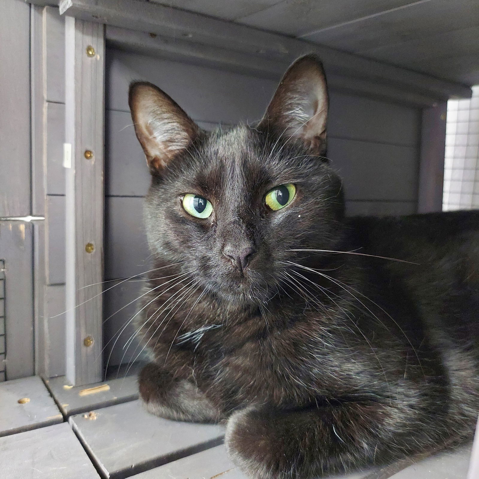 Peabody (bonded with Grayson)