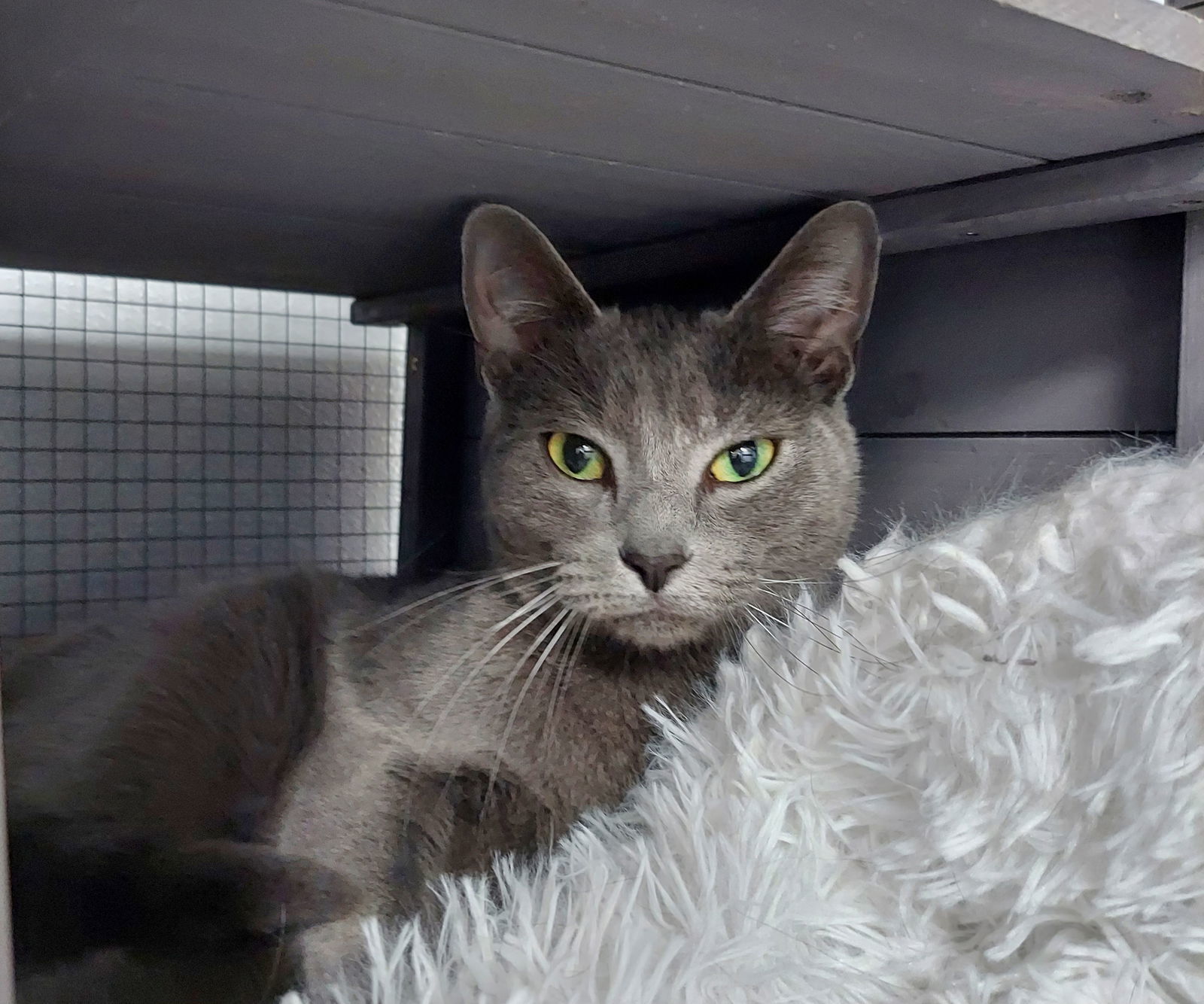 Grayson (bonded with Peabody)