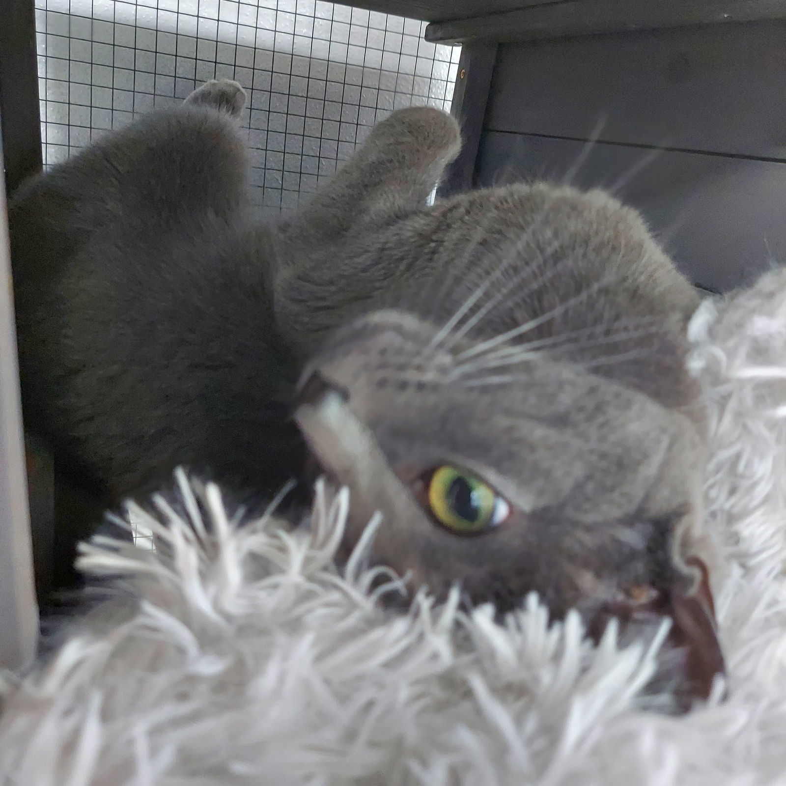Grayson (bonded with Peabody)