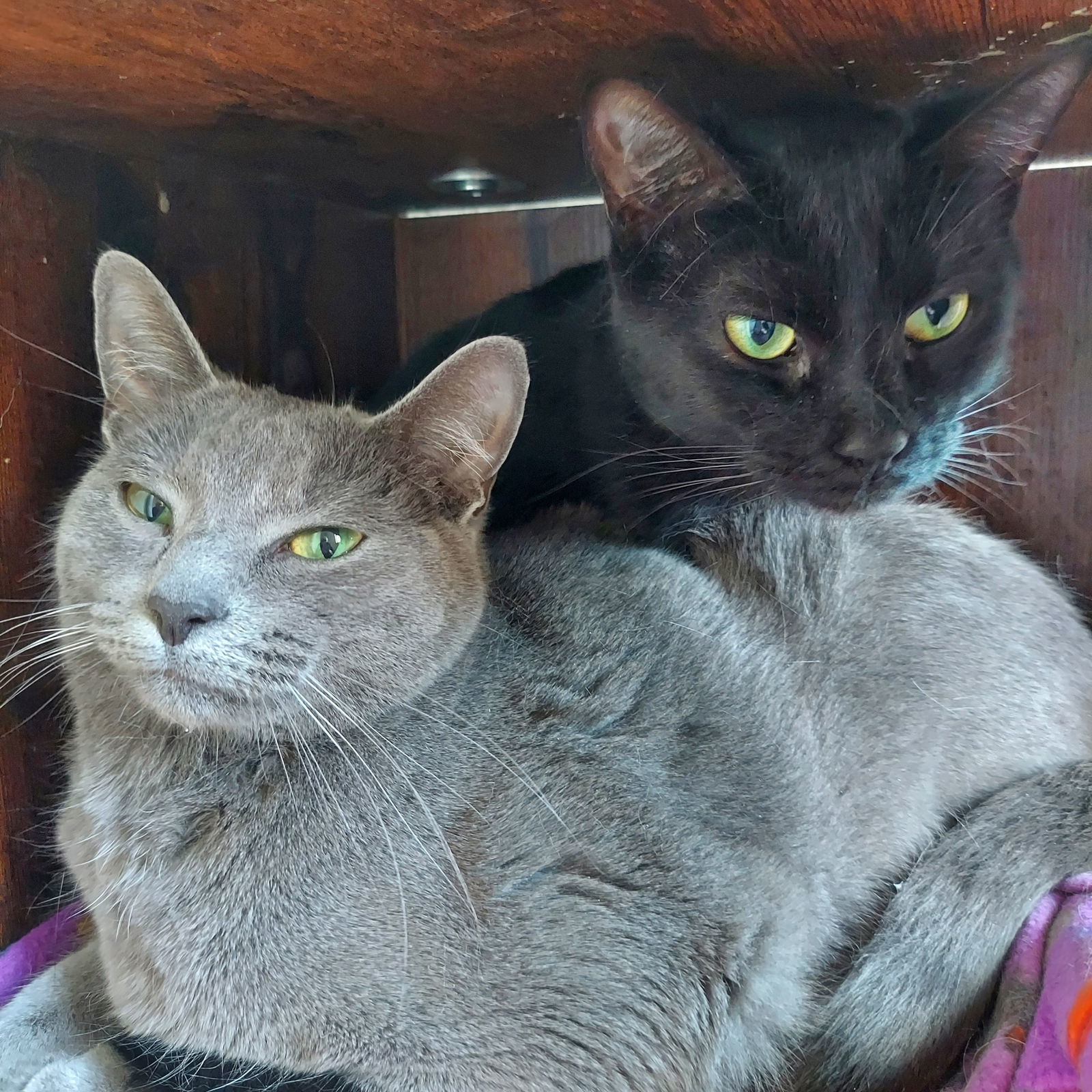 Grayson (bonded with Peabody)