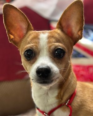 Daisy is about 3-5 years old and a bit over 10 pounds She is fun gentle as sweet as can