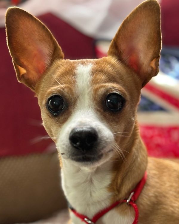 Daisy thumbnail 1
