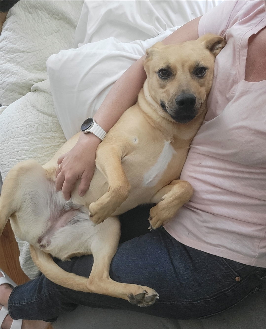 Layne Louise, an adoptable Carolina Dog, Feist in Saunderstown, RI, 02874 | Photo Image 1
