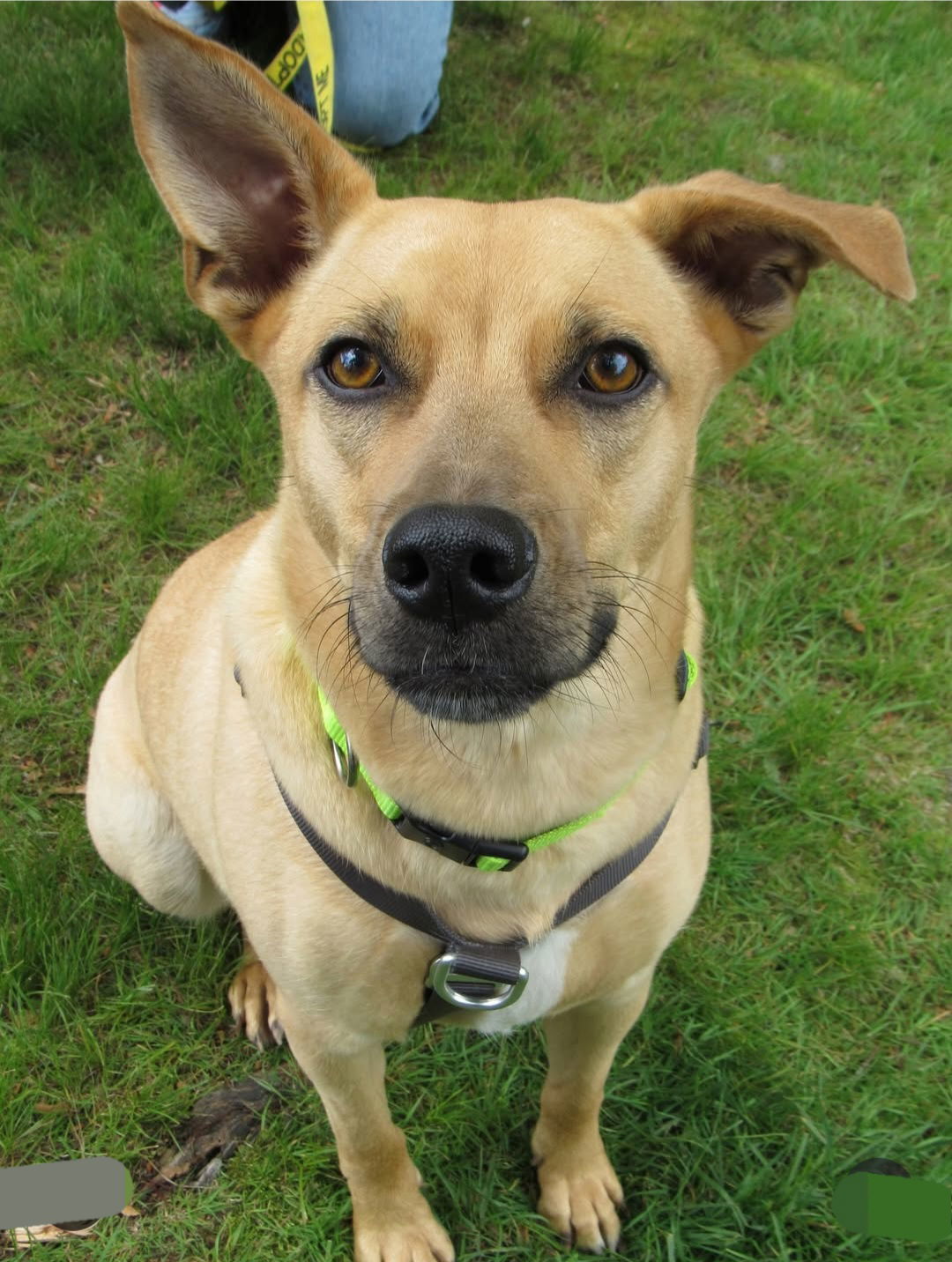 Layne Louise, an adoptable Carolina Dog, Feist in Saunderstown, RI, 02874 | Photo Image 2