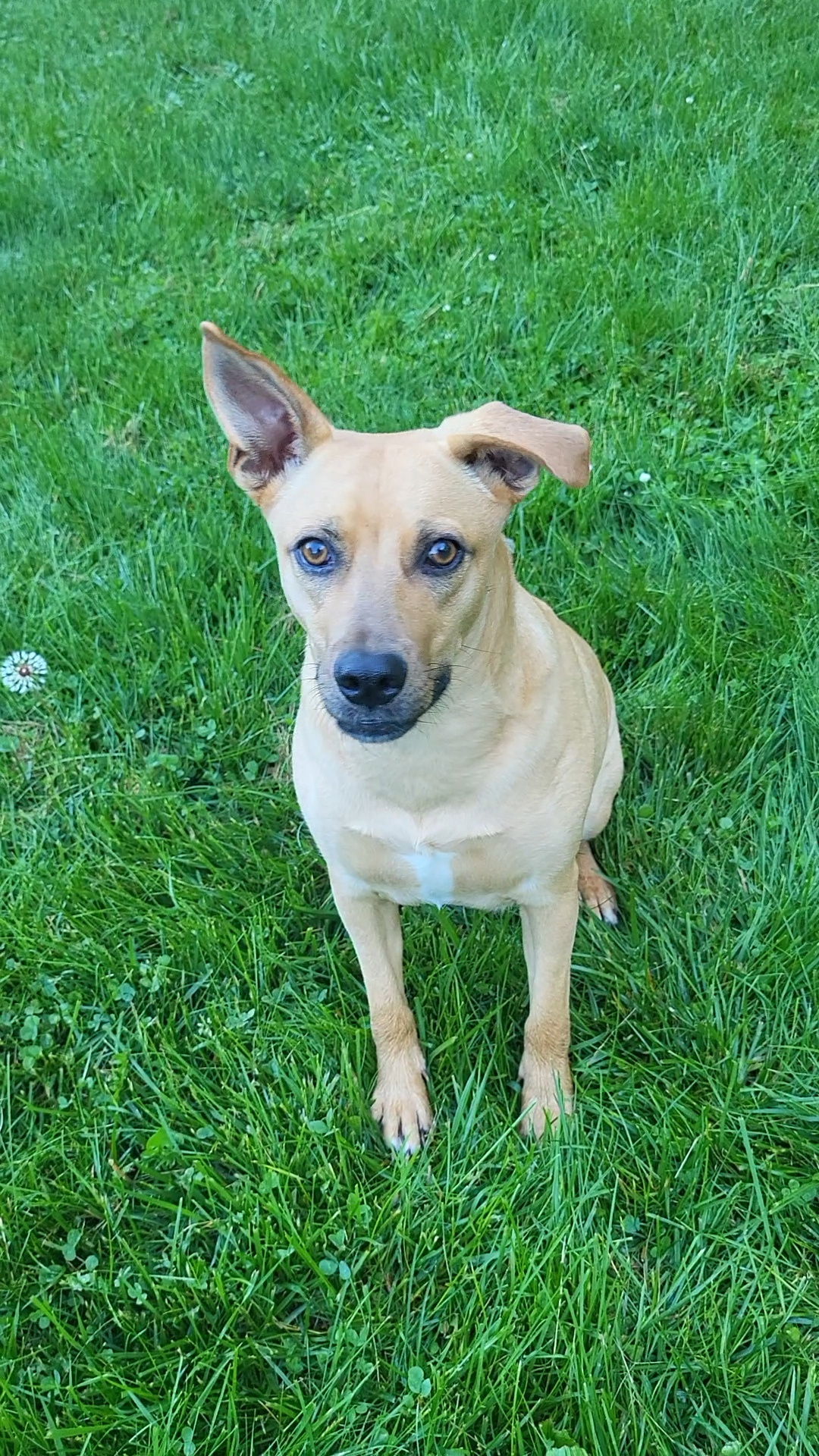 Layne Louise, an adoptable Carolina Dog, Feist in Saunderstown, RI, 02874 | Photo Image 3