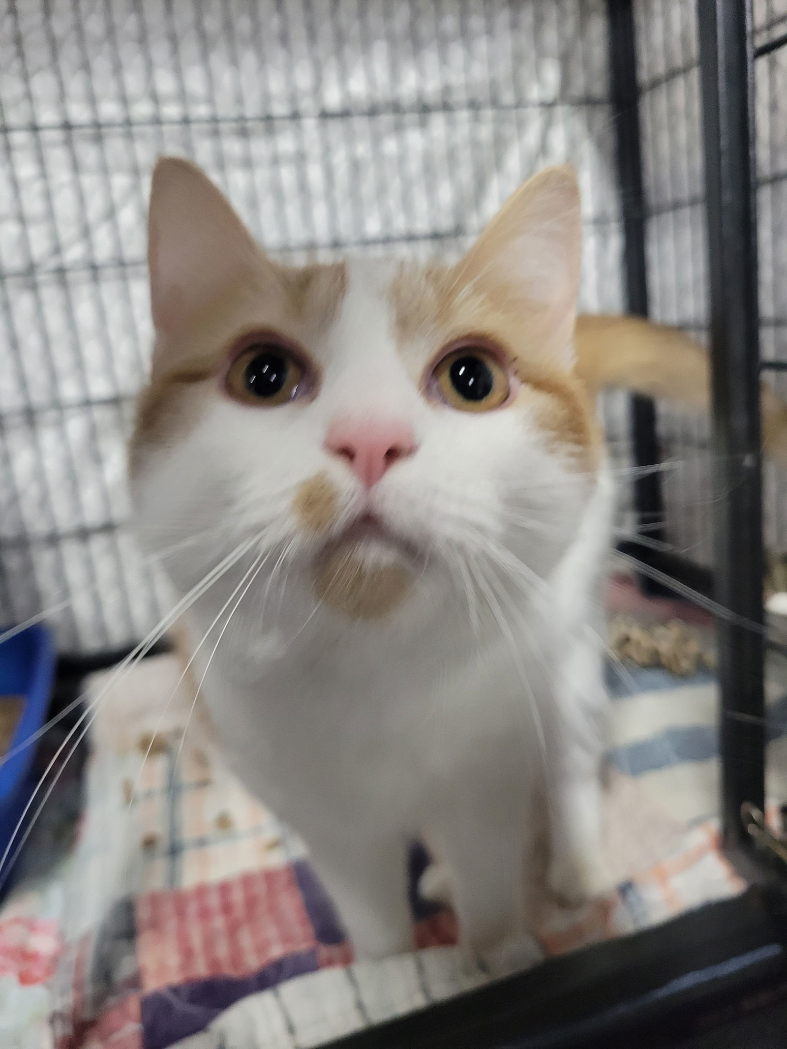 Memo @ Montrose Petsmart!