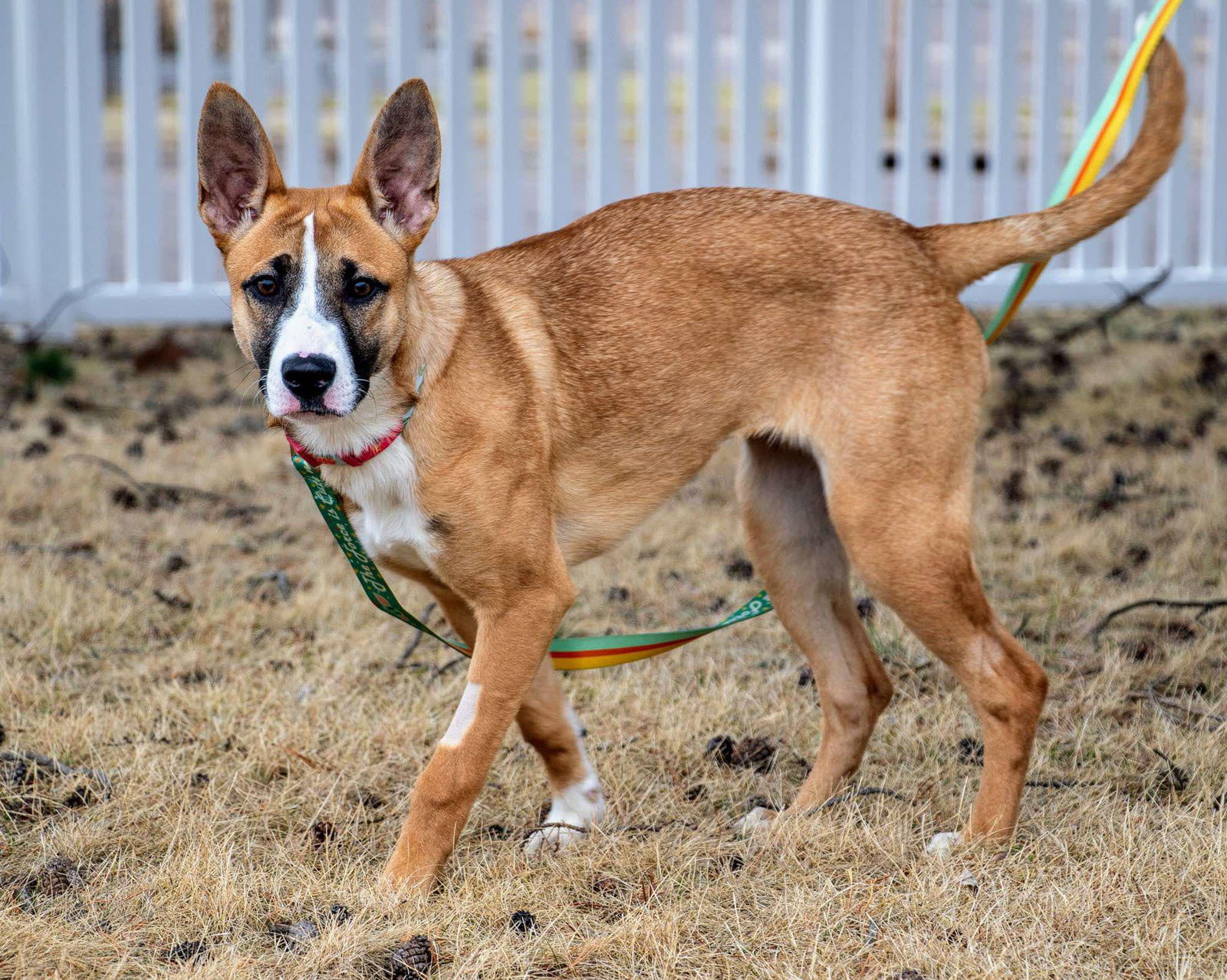 Kinni, an adoptable German Shepherd Dog in Duluth, MN, 55807 | Photo Image 1