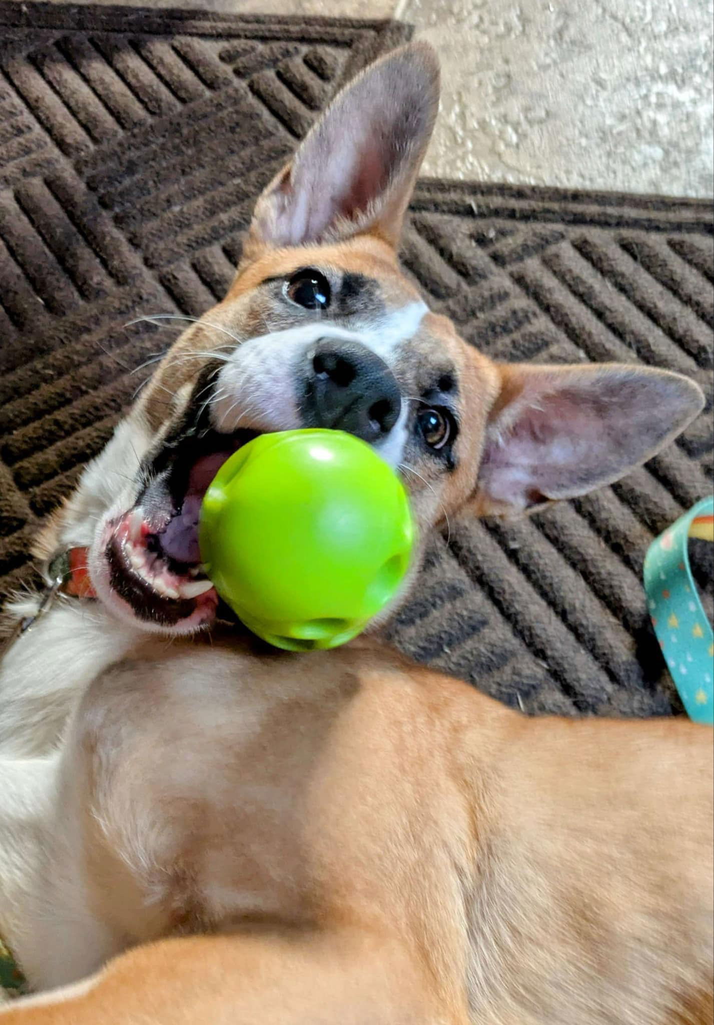 Kinni, an adoptable German Shepherd Dog in Duluth, MN, 55807 | Photo Image 2