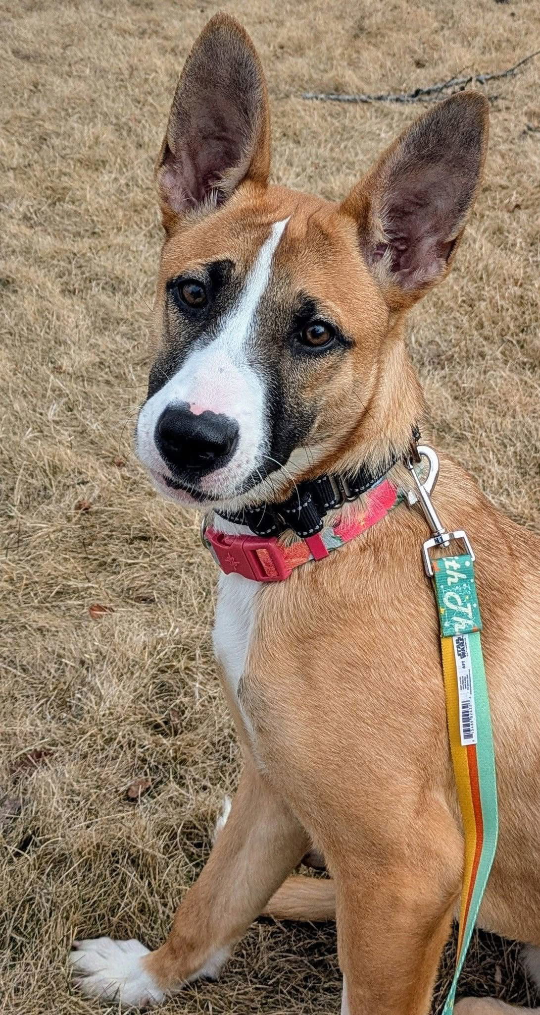 Kinni, an adoptable German Shepherd Dog in Duluth, MN, 55807 | Photo Image 3