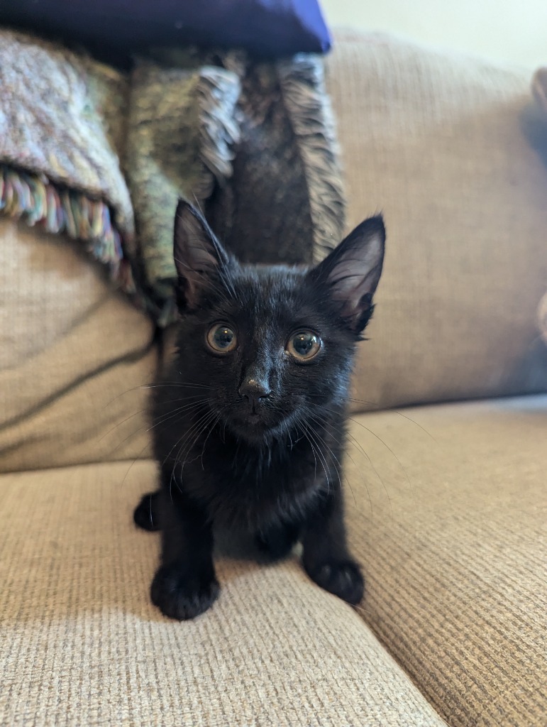 Gideon