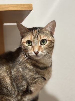 Katy Purry, Adult Female unknown