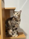 Katy Purry photo 2