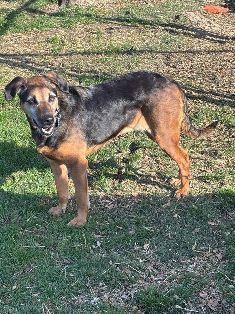 Puppy Girl