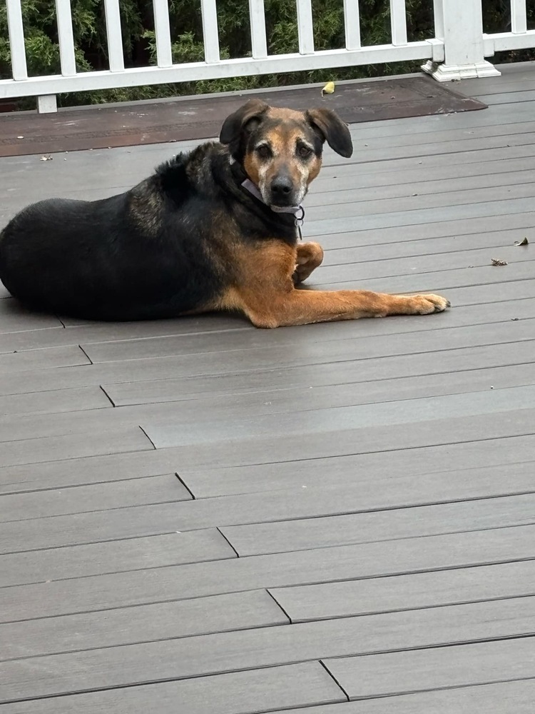 Puppy Girl