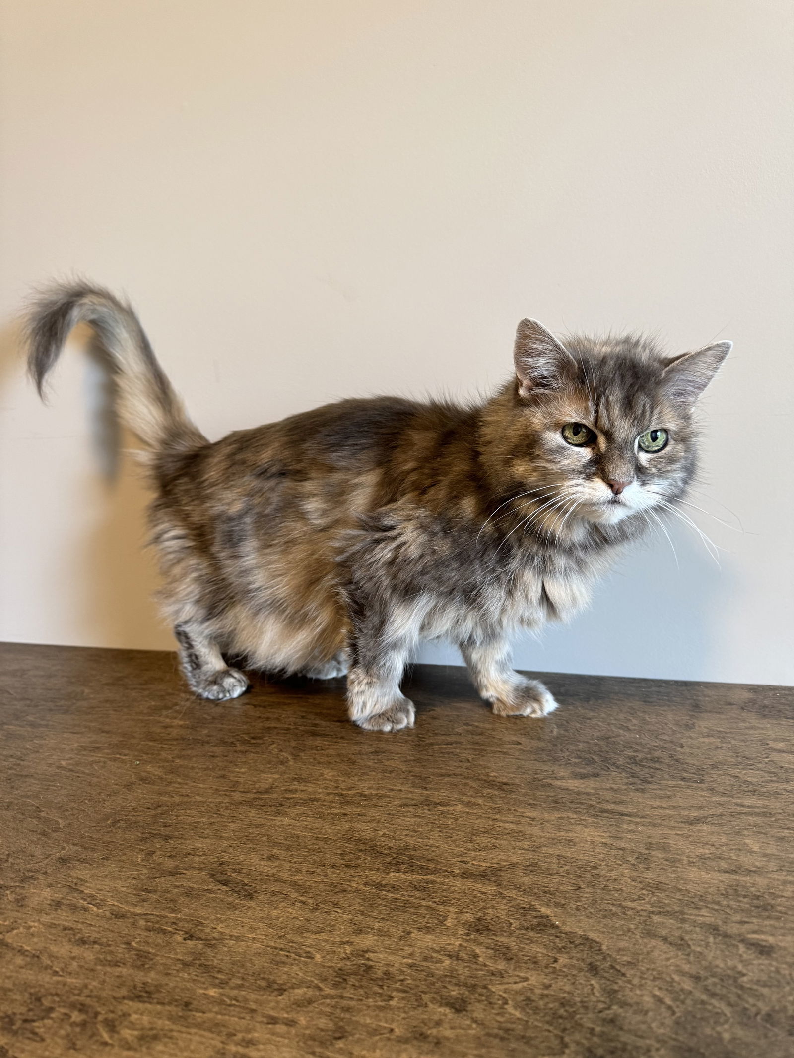 Ellie, an adoptable Domestic Long Hair in Princeton, MN, 55371 | Photo Image 1