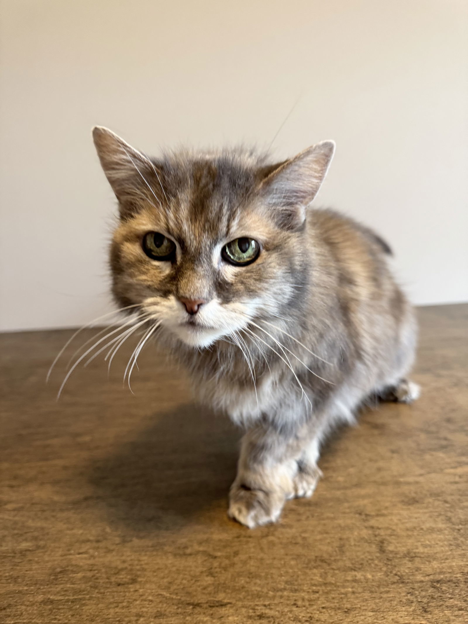 Ellie, an adoptable Domestic Long Hair in Princeton, MN, 55371 | Photo Image 2
