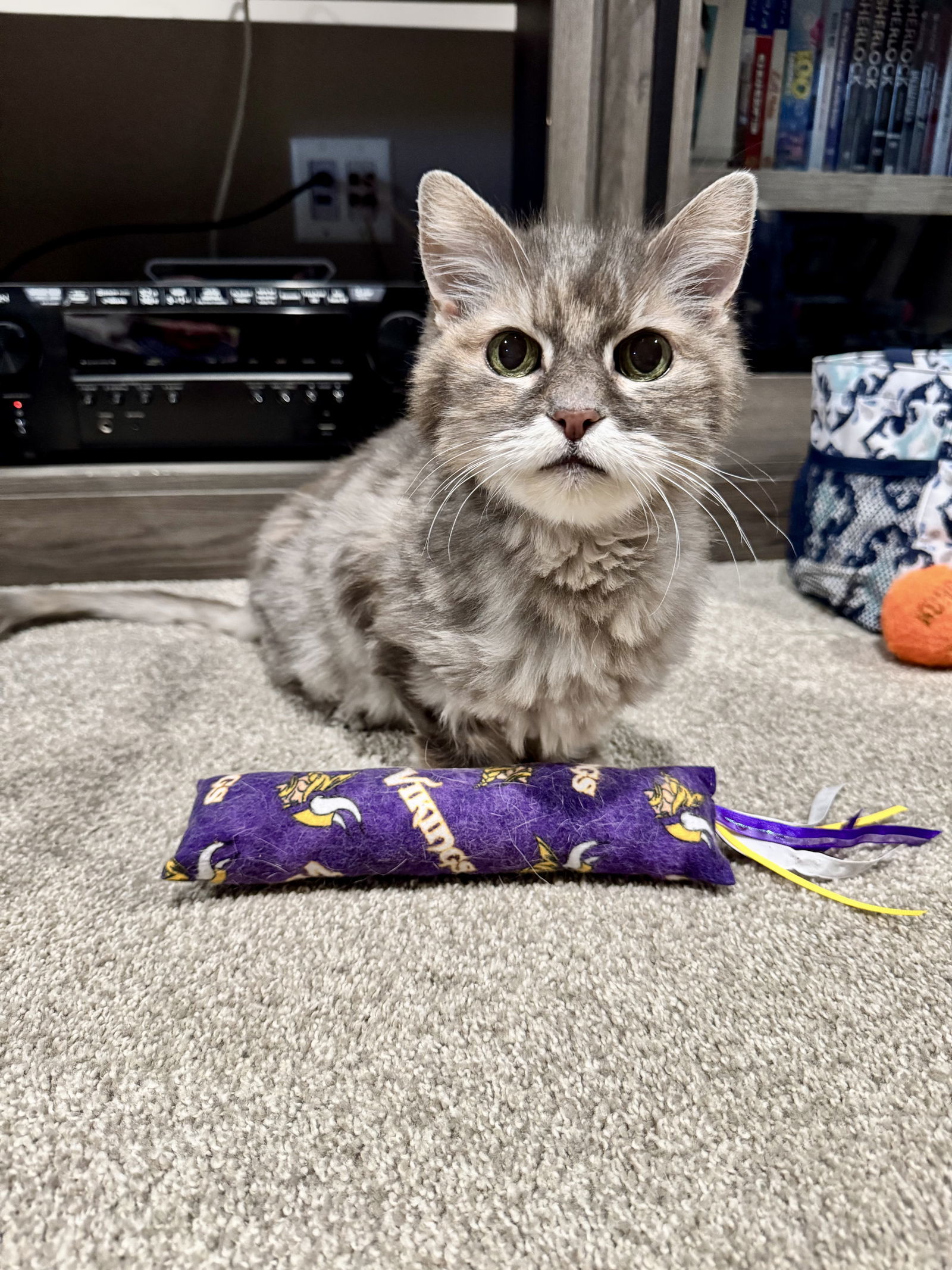 Ellie, an adoptable Domestic Long Hair in Princeton, MN, 55371 | Photo Image 3