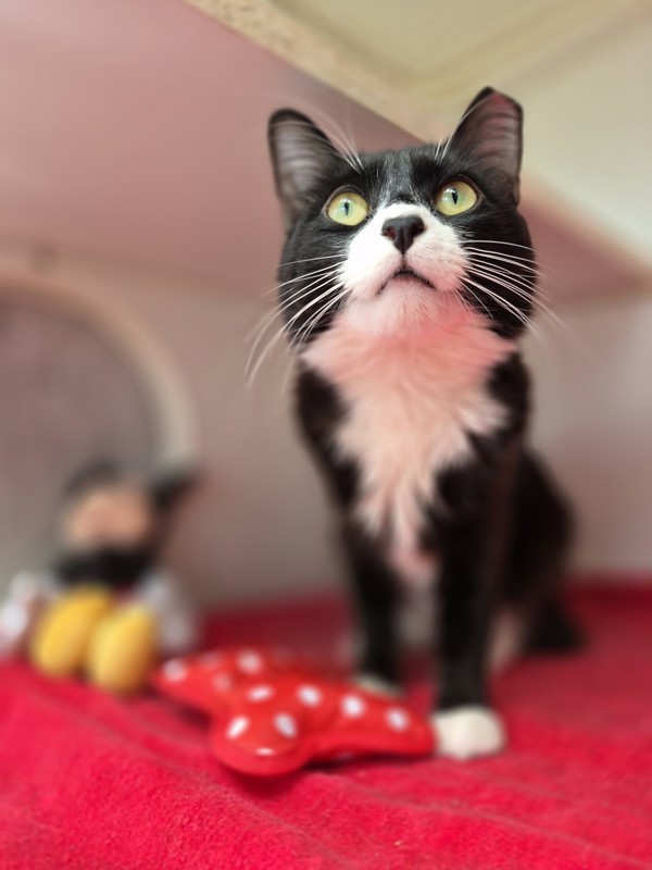 Minnie Mouse