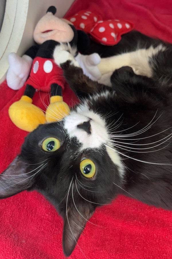Minnie Mouse