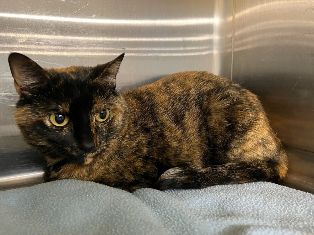 Coco