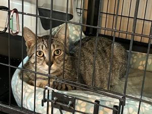 Bandit, Young Male Domestic Short Hair