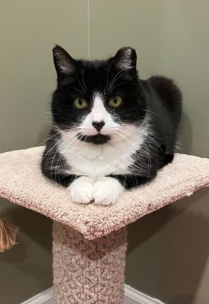 Bandit, Young Female Domestic Medium Hair